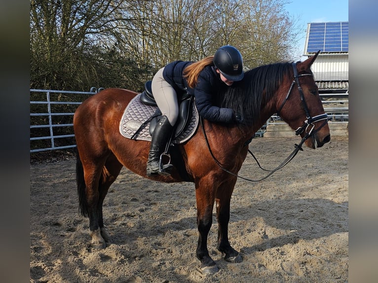 Koń śląski Wałach 4 lat 152 cm Gniada in Bad Camberg