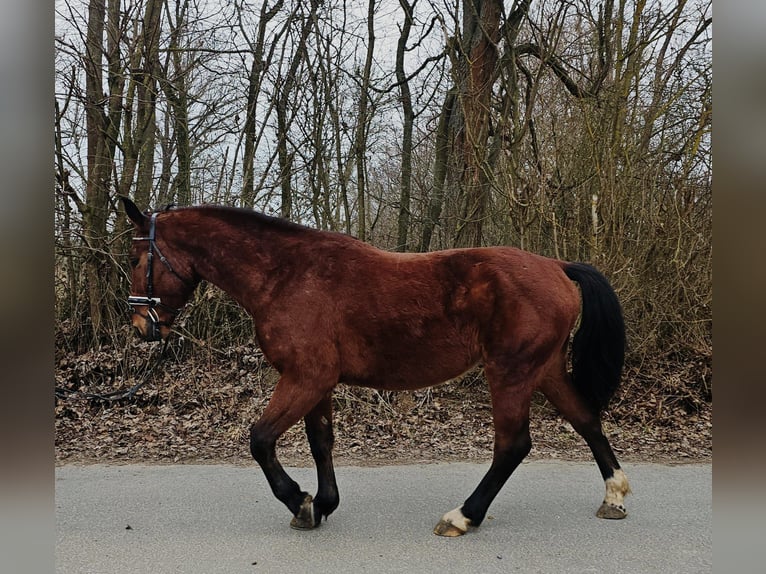 Koń śląski Wałach 4 lat 152 cm Gniada in Bad Camberg