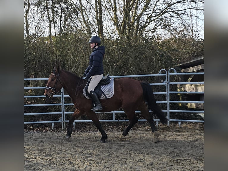 Koń śląski Wałach 4 lat 152 cm Gniada in Bad Camberg