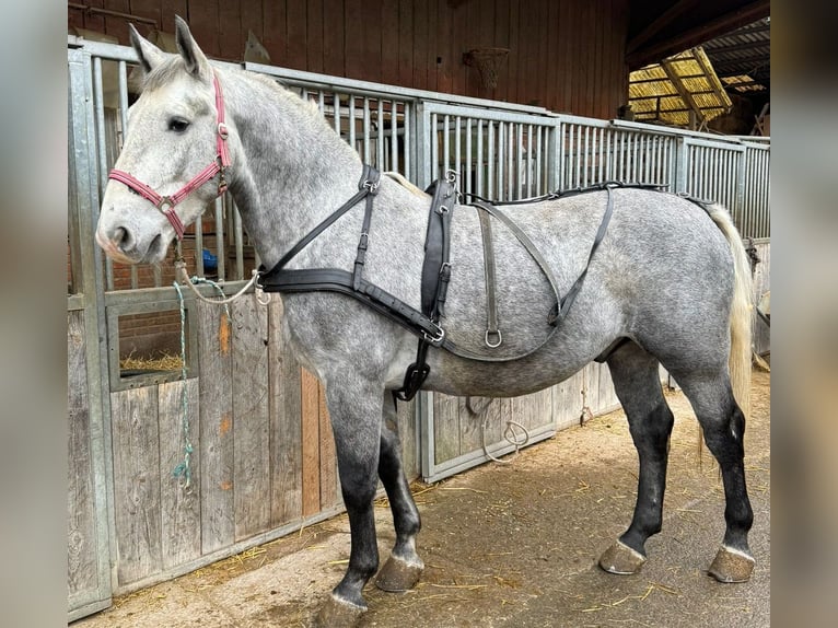 Koń śląski Wałach 4 lat 163 cm Siwa in Eglisau