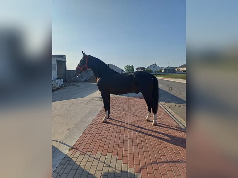 Koń śląski Wałach 4 lat 166 cm Kara in Thießen