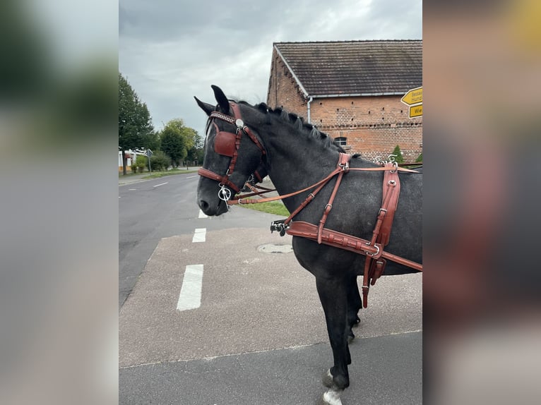 Koń śląski Wałach 4 lat 167 cm Siwa in Thießen