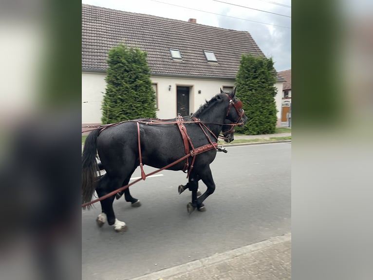 Koń śląski Wałach 4 lat 167 cm Siwa in Thießen