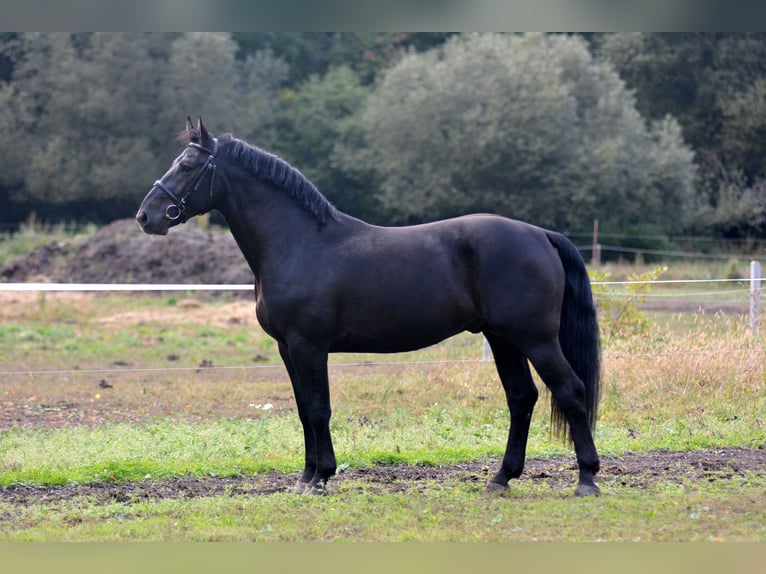 Koń śląski Wałach 4 lat 168 cm in Długopole Górne