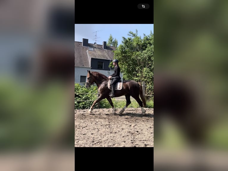 Koń śląski Wałach 5 lat 162 cm Ciemnokasztanowata in Oberhausen