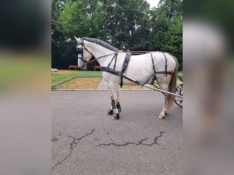 Koń śląski Wałach 5 lat 165 cm Siwa jabłkowita in Winnenden