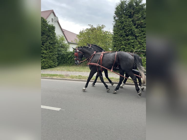 Koń śląski Wałach 5 lat 167 cm Siwa in Thießen