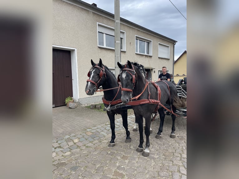 Koń śląski Wałach 5 lat 167 cm Siwa in Thießen