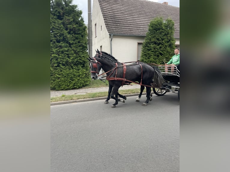 Koń śląski Wałach 5 lat 167 cm Siwa in Thießen