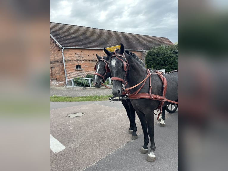 Koń śląski Wałach 5 lat 167 cm Siwa in Thießen