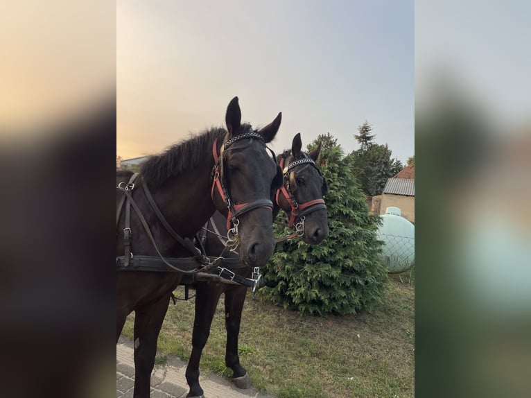 Koń śląski Wałach 5 lat 168 cm Kara in Thießen