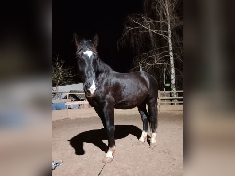 Koń śląski Wałach 5 lat 170 cm Kara in Balingen