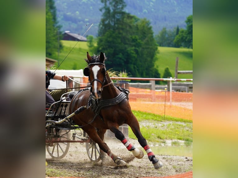 Koń śląski Wałach 7 lat 163 cm Gniada in Grünau