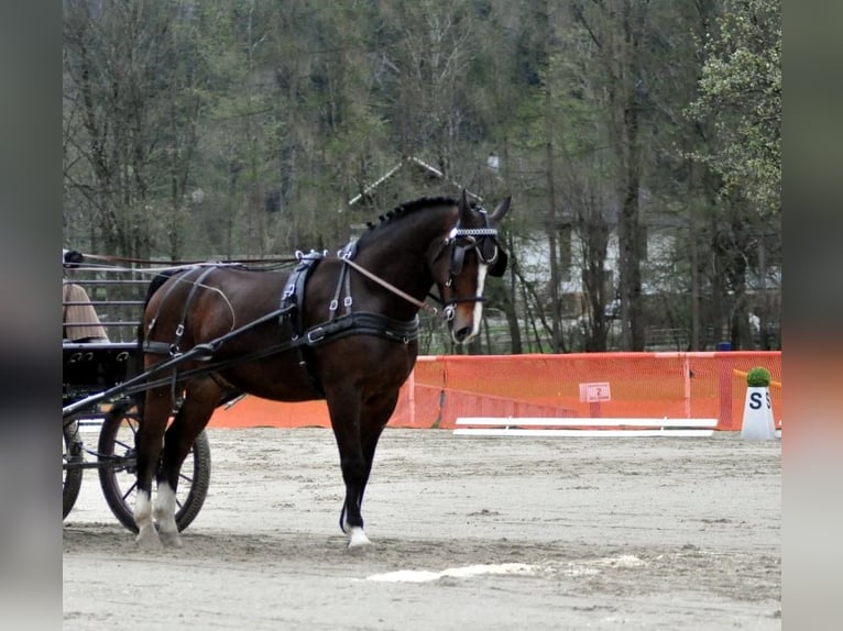 Koń śląski Wałach 7 lat 163 cm Gniada in Grünau