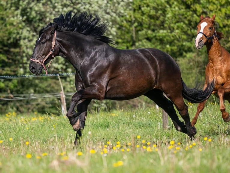 Koń śląski Wałach 8 lat 164 cm Kara in Freisen