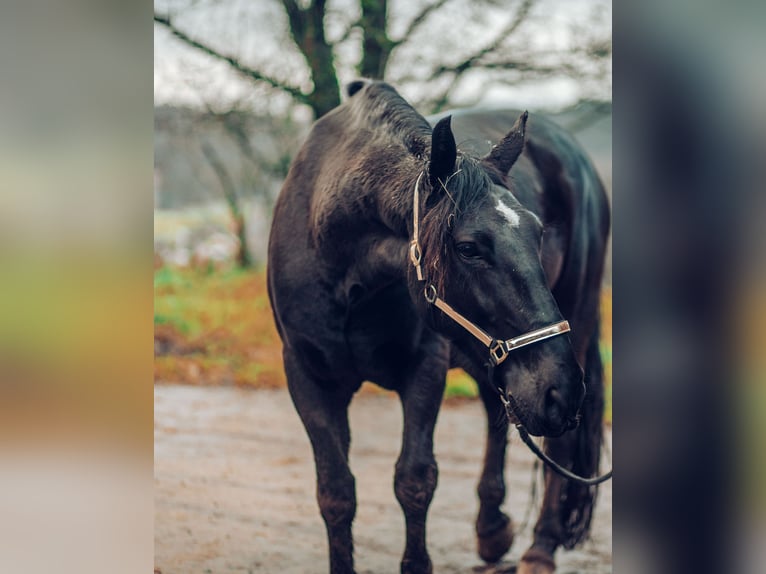 Koń śląski Wałach 8 lat 164 cm Kara in Freisen