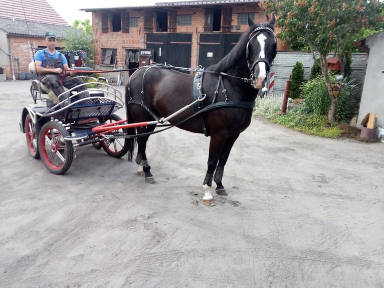 Koń śląski Wałach 8 lat 172 cm Kara in Thießen
