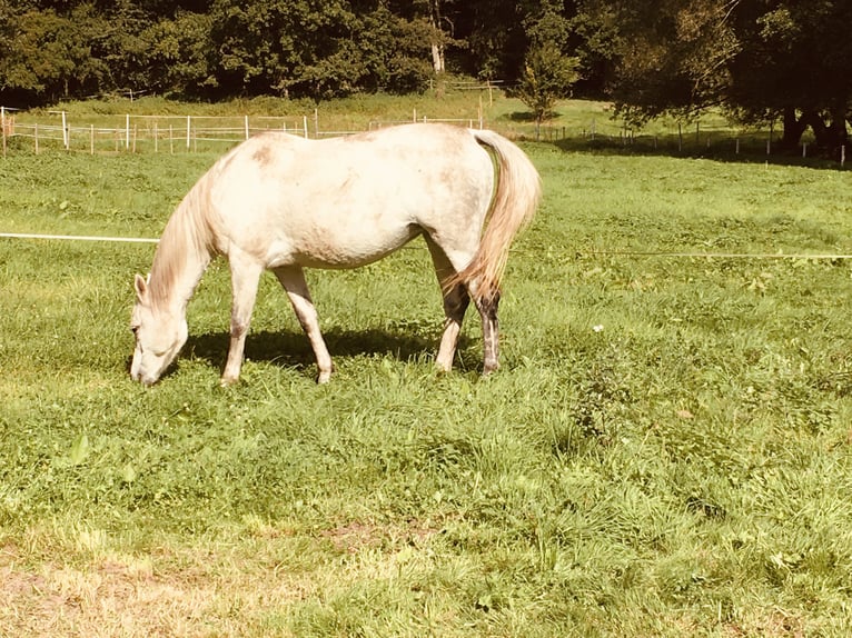 Koń terski Klacz 12 lat 158 cm Siwa in Kaiserslautern