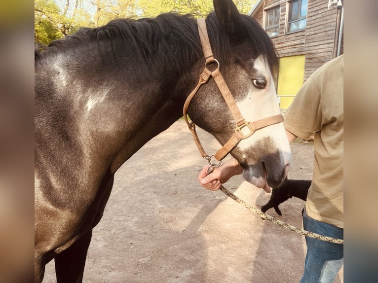 Koń terski Klacz 3 lat 160 cm Srokata in Enkenbach-Alsenborn