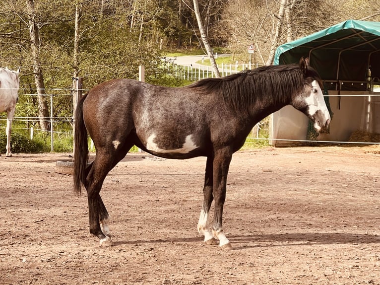 Koń terski Klacz 3 lat 160 cm Srokata in Enkenbach-Alsenborn
