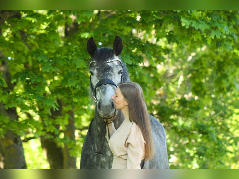 Koń toryjski Klacz 6 lat 170 cm Siwa jabłkowita in Saaremaa