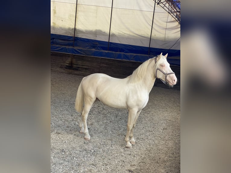 Koń toryjski Ogier 4 lat 152 cm Cremello in &#1050;&#1080;&#1111;&#1074;