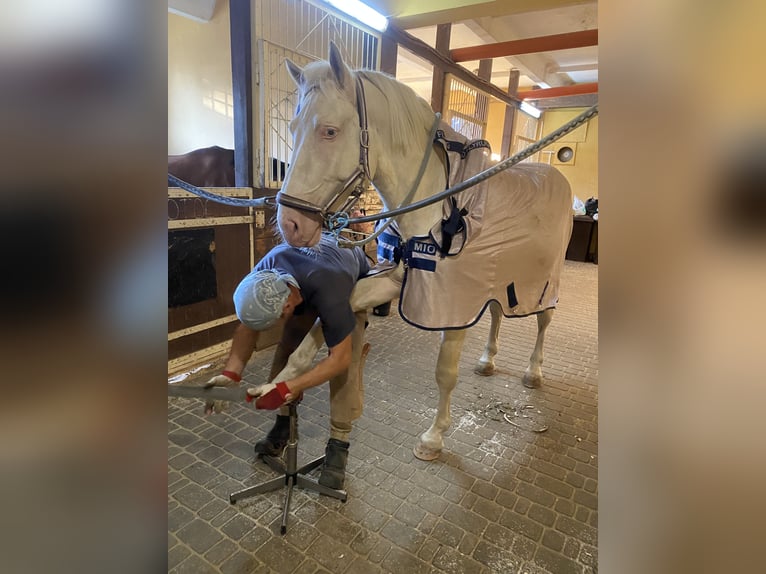 Koń toryjski Ogier 4 lat 152 cm Cremello in &#1050;&#1080;&#1111;&#1074;