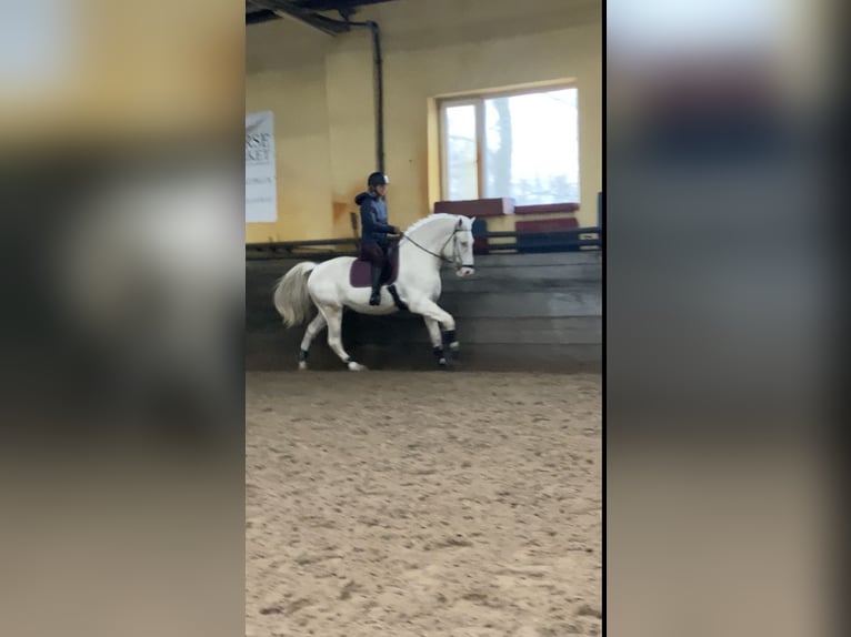 Koń toryjski Ogier 4 lat 152 cm Cremello in &#1050;&#1080;&#1111;&#1074;