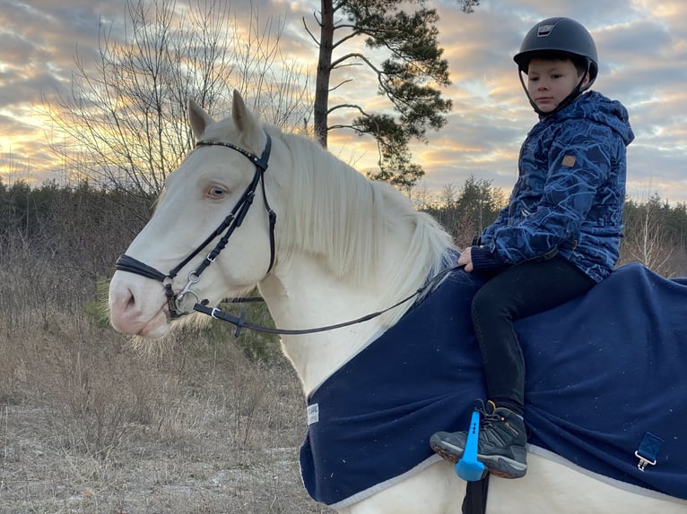 Koń toryjski Ogier 4 lat 152 cm Cremello in &#1050;&#1080;&#1111;&#1074;