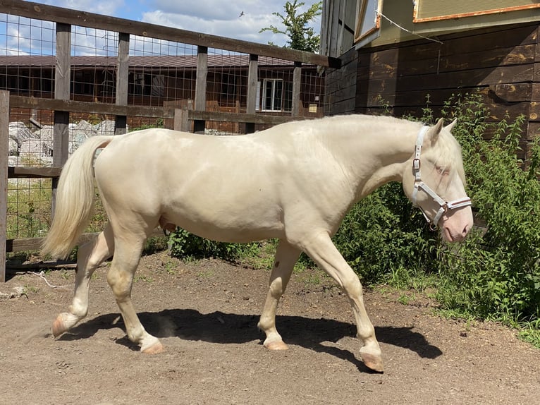 Koń toryjski Ogier 4 lat 152 cm Cremello in &#1050;&#1080;&#1111;&#1074;