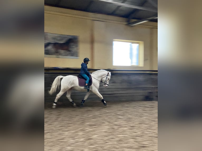 Koń toryjski Ogier 4 lat 152 cm Cremello in &#1050;&#1080;&#1111;&#1074;