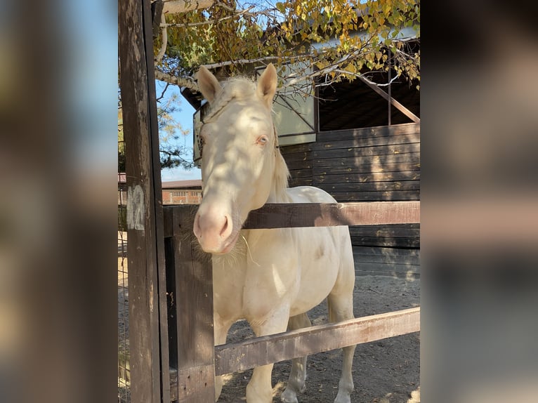 Koń toryjski Ogier 4 lat 152 cm Cremello in &#1050;&#1080;&#1111;&#1074;