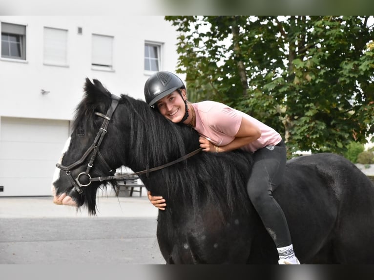 Koń toryjski Wałach 4 lat 154 cm Kara in Arnstorf