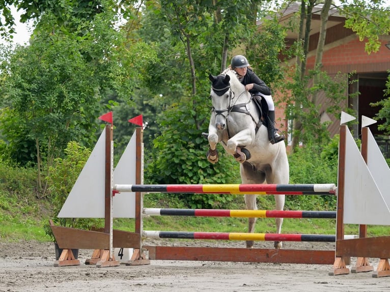 Koń toryjski Wałach 15 lat 175 cm Siwa in Bönebüttel