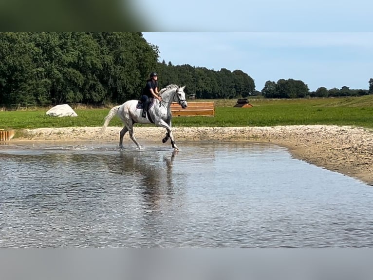 Koń toryjski Wałach 15 lat 175 cm Siwa in Bönebüttel