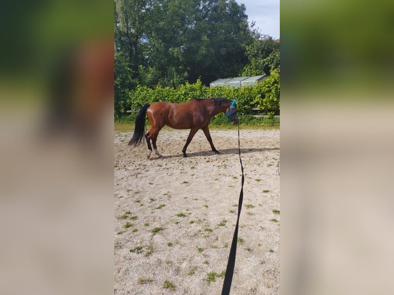 Koń toryjski Wałach 6 lat 155 cm Gniada in Landau an der Isar