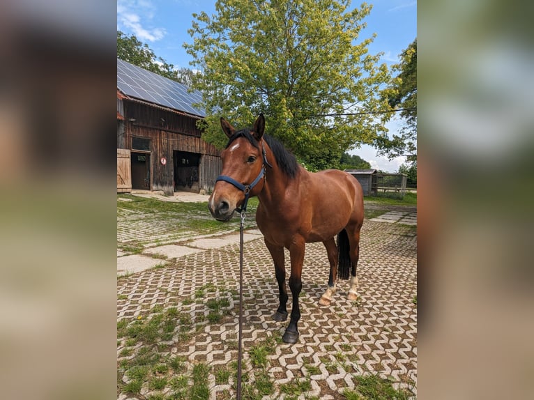 Koń toryjski Wałach 6 lat 155 cm Gniada in Landau an der Isar