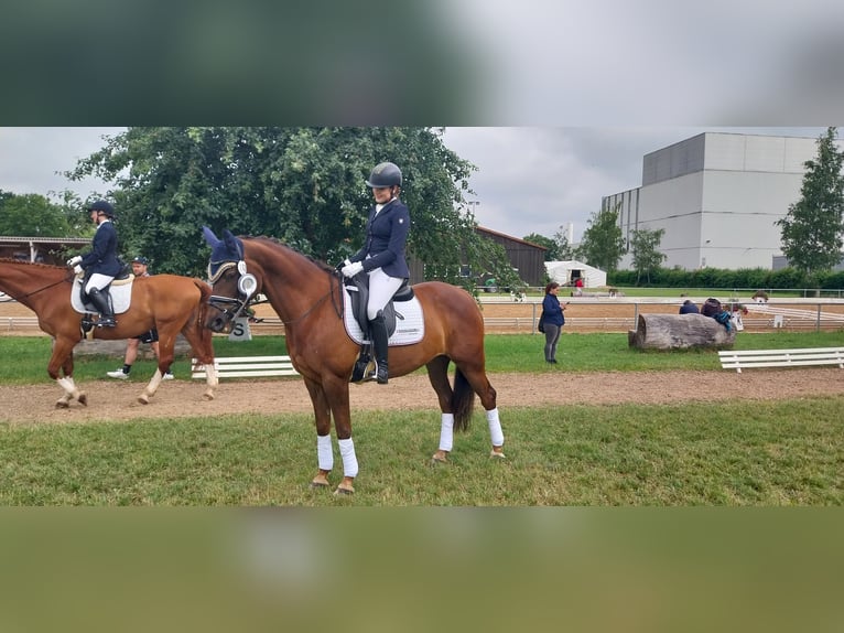 Koń trakeński Klacz 10 lat 162 cm Ciemnokasztanowata in Gerolfingen