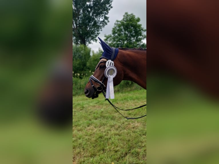 Koń trakeński Klacz 10 lat 162 cm Ciemnokasztanowata in Gerolfingen