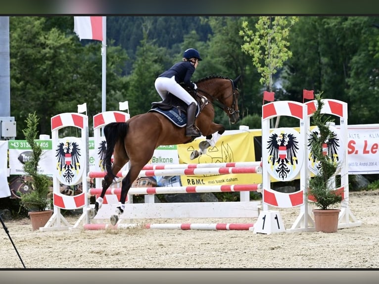 Koń trakeński Klacz 10 lat 164 cm Gniada in Passail