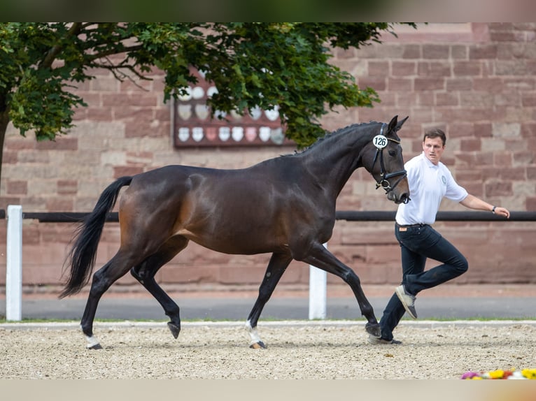 Koń trakeński Klacz 10 lat 168 cm Ciemnogniada in Imsbach