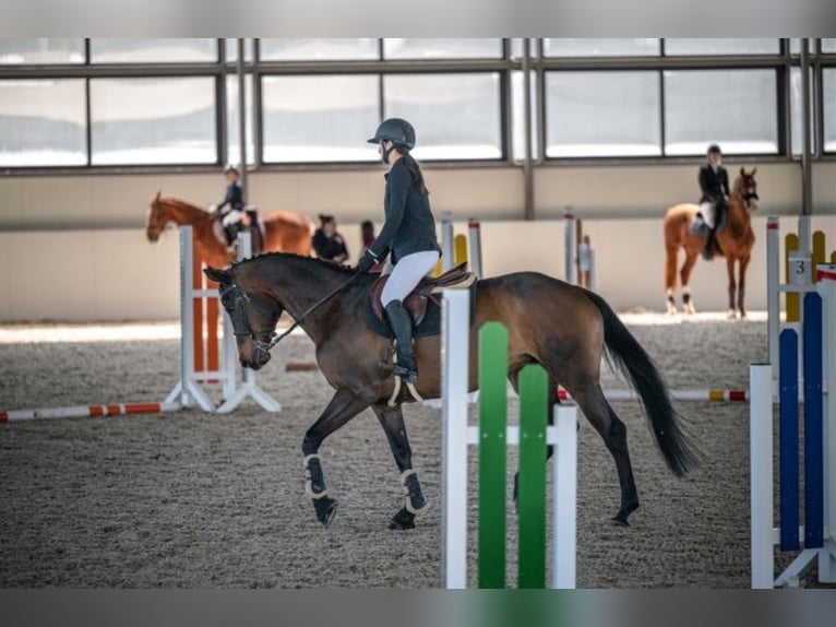 Koń trakeński Klacz 10 lat 168 cm Ciemnogniada in Sofia