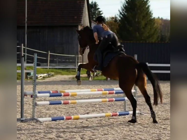 Koń trakeński Klacz 10 lat 168 cm Gniada in Neresheim