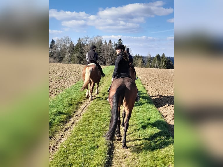 Koń trakeński Klacz 10 lat 168 cm Gniada in Neresheim