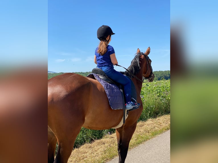 Koń trakeński Klacz 10 lat 168 cm Gniada in Neresheim