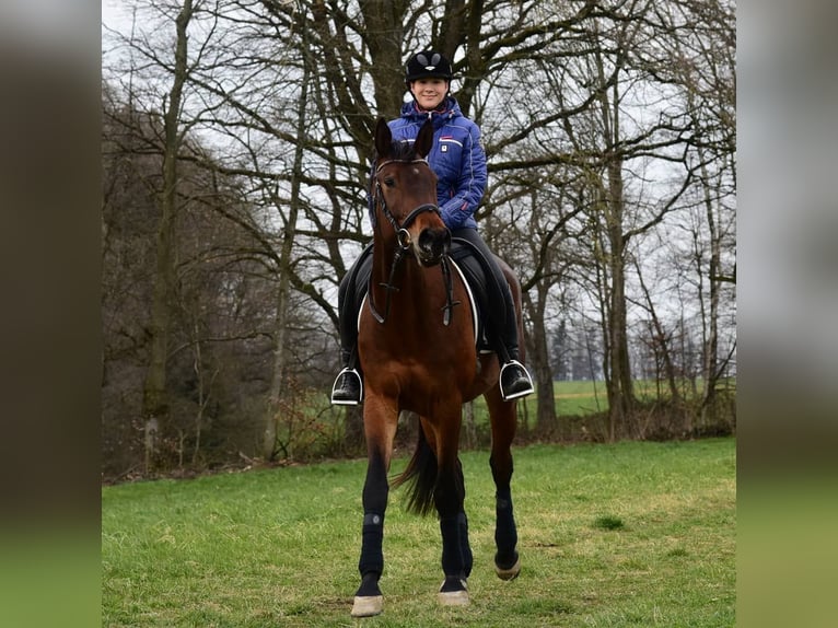 Koń trakeński Klacz 10 lat 168 cm Gniada in Neresheim