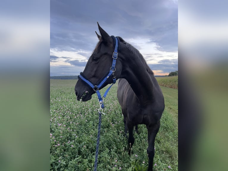 Koń trakeński Klacz 10 lat 170 cm Ciemnogniada in Dresden