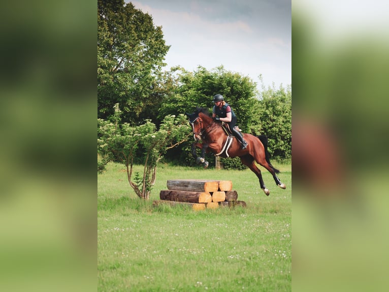Koń trakeński Klacz 10 lat 180 cm Gniada in Wartenberg