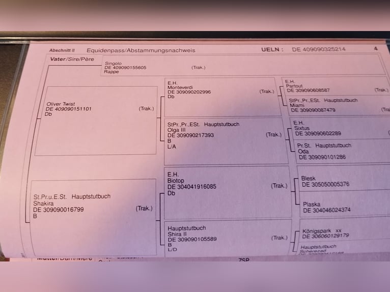 Koń trakeński Klacz 11 lat 160 cm Ciemnogniada in Tangstedt
