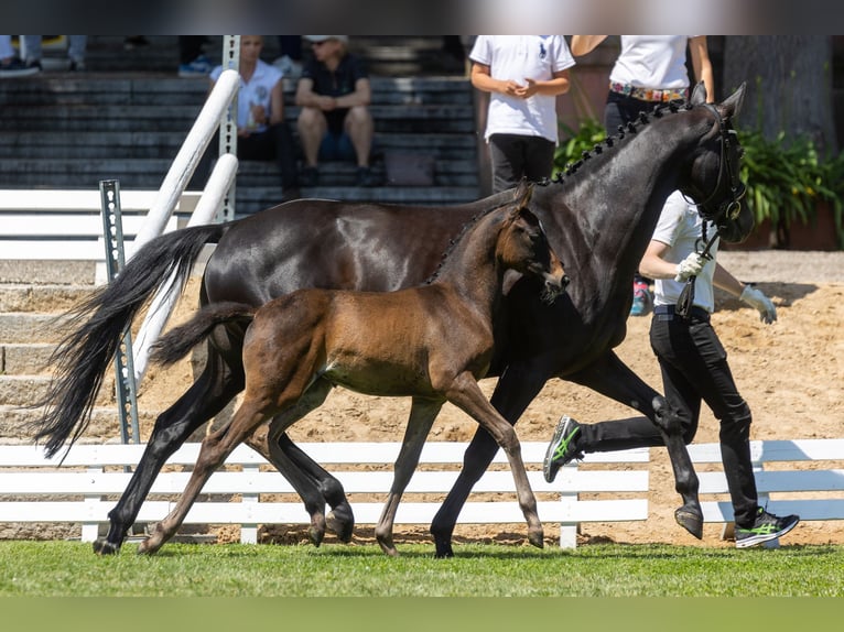 Koń trakeński Klacz 11 lat 164 cm Kara in Garsten
